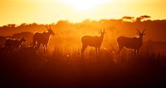 Wild Africa Photography Safari - Monarto South Australia 