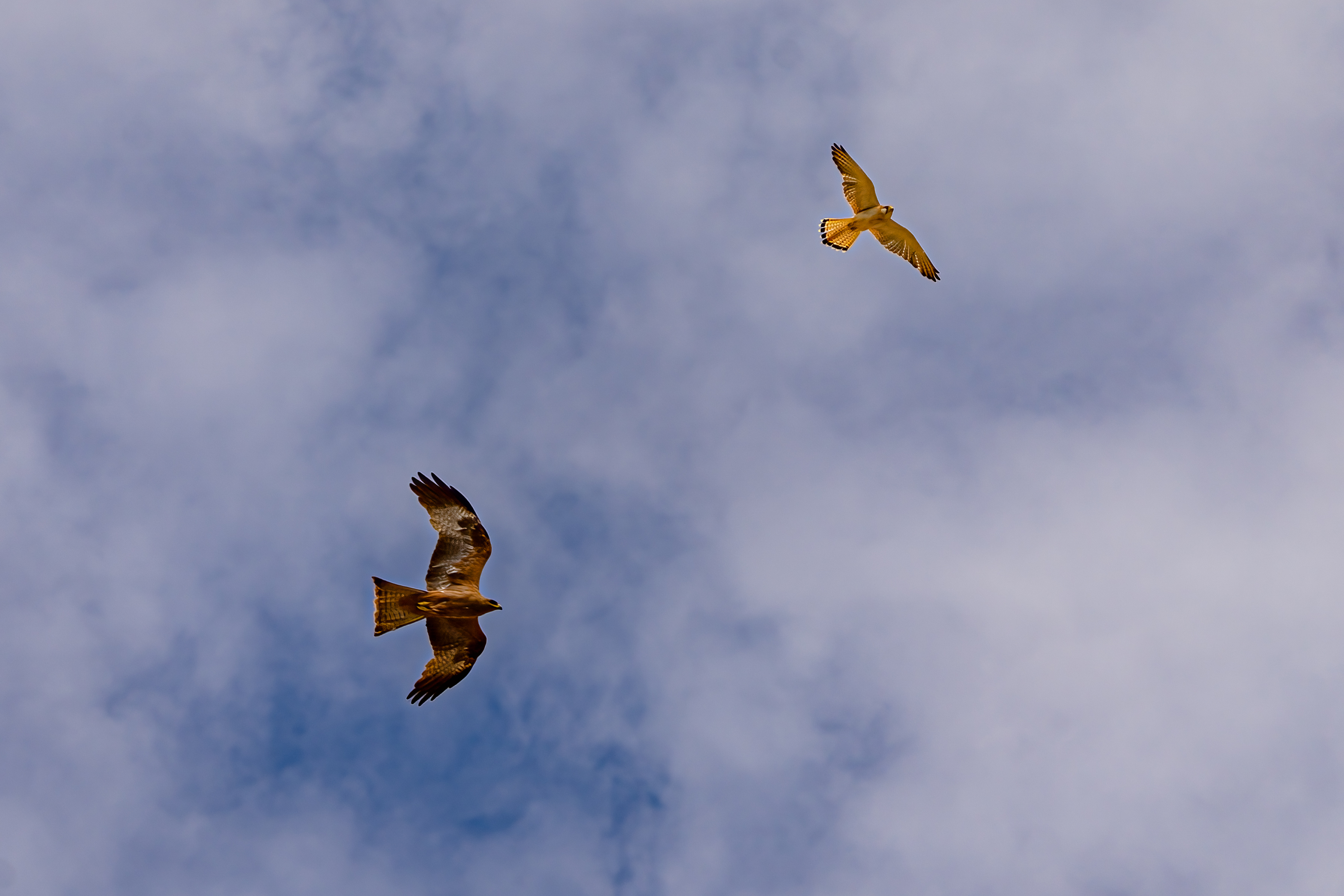 Raptor Feeding Bird Photography Cruise
