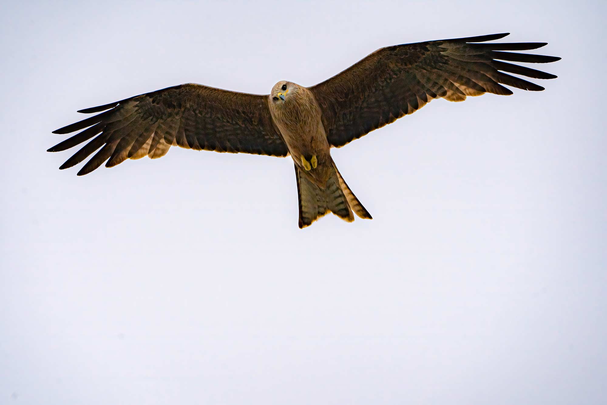 Raptor Feeding Bird Photography Cruise