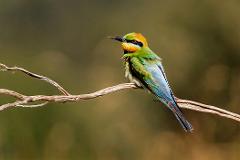"Rainbow Bee-Eater"