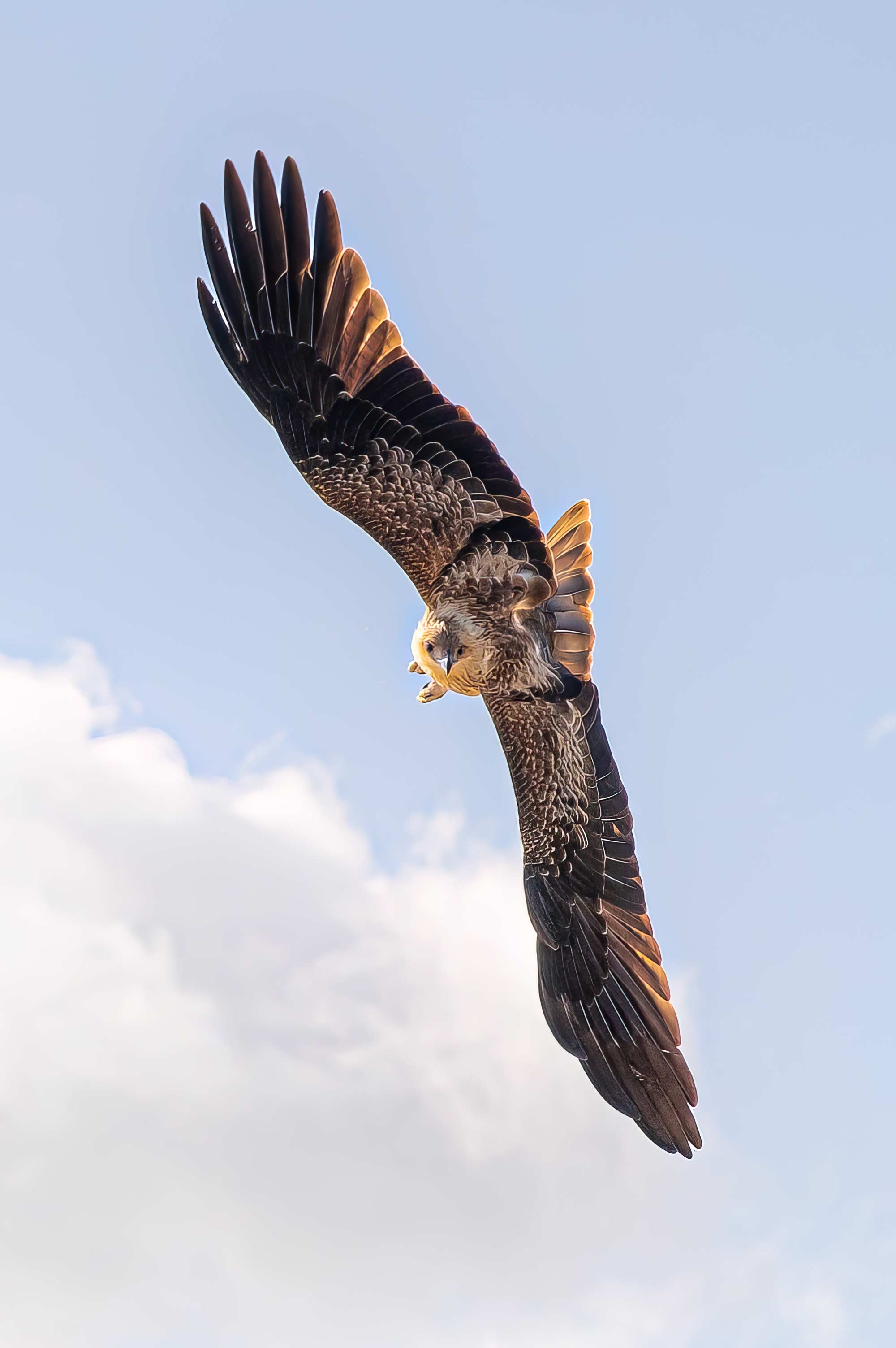Birds of Prey Photography Cruise