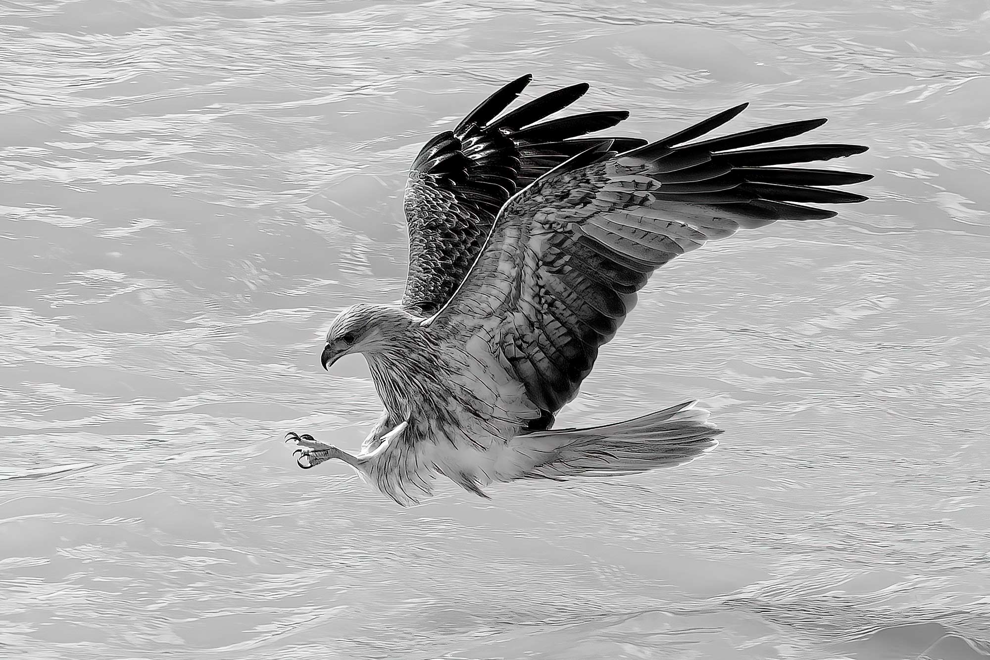 Birds of Prey Photography Cruise