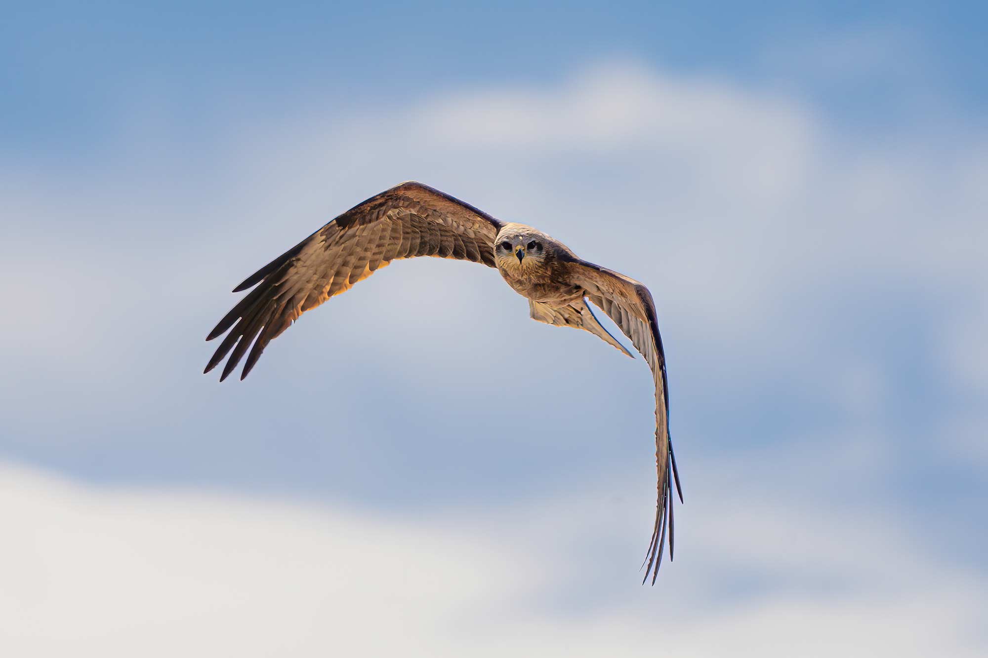 Birds of Prey Photography Cruise