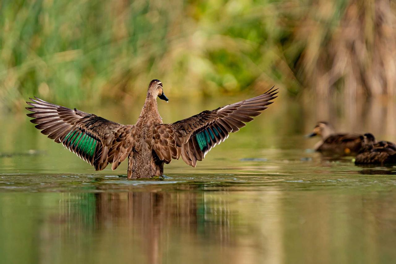 Private Guided Bird Photography Tour of Laratinga wetlands 