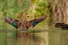 Guided Bird Photography Tour of Laratinga wetlands 