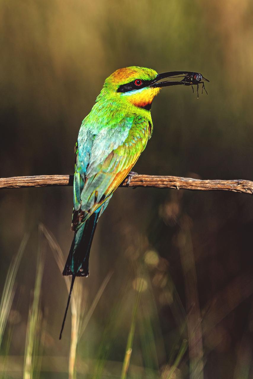 Rainbow Bee-eater Photography Experience 