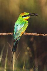 Rainbow Bee-eater Photography Experience 