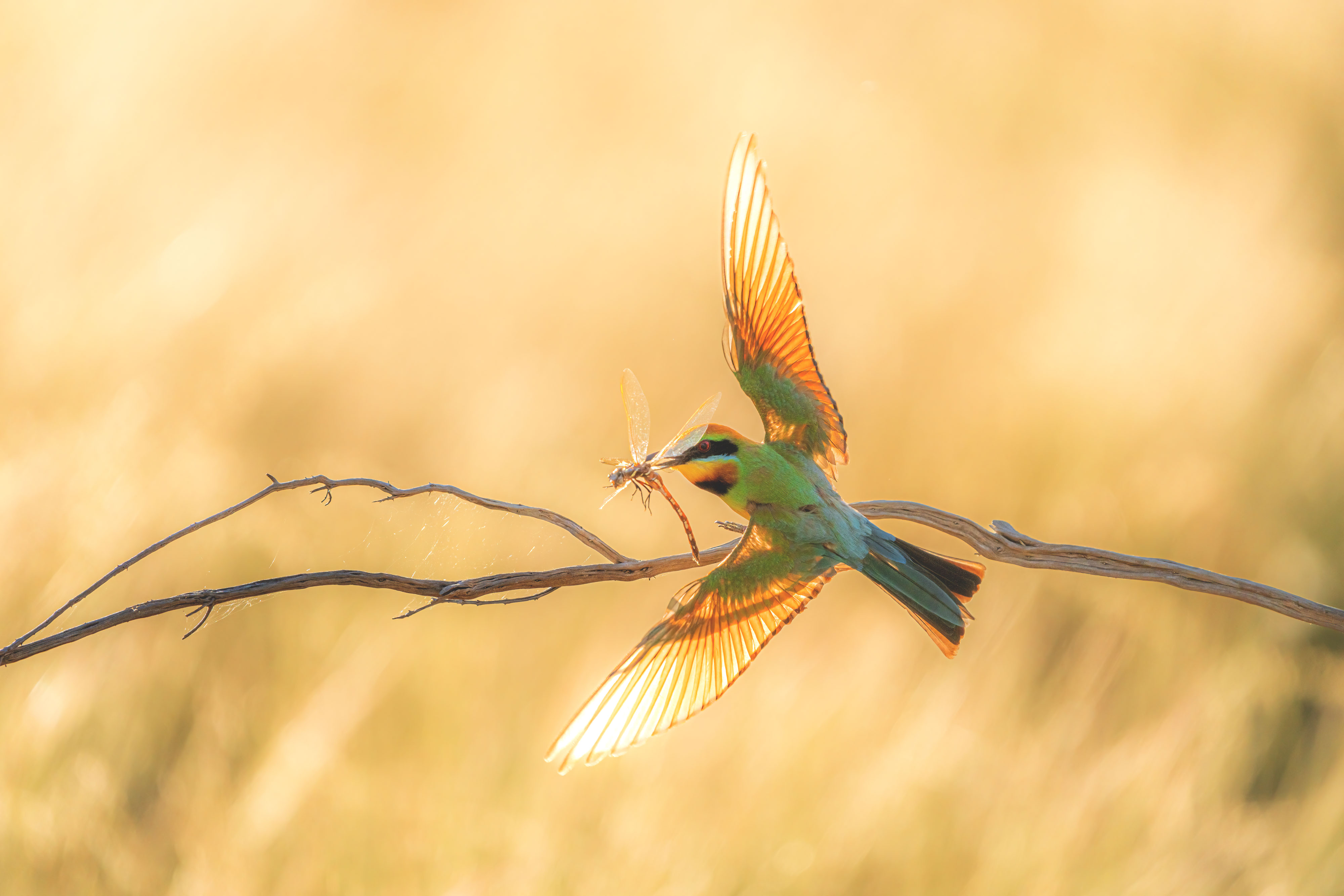 Rainbow Bee-eater Photography Experience