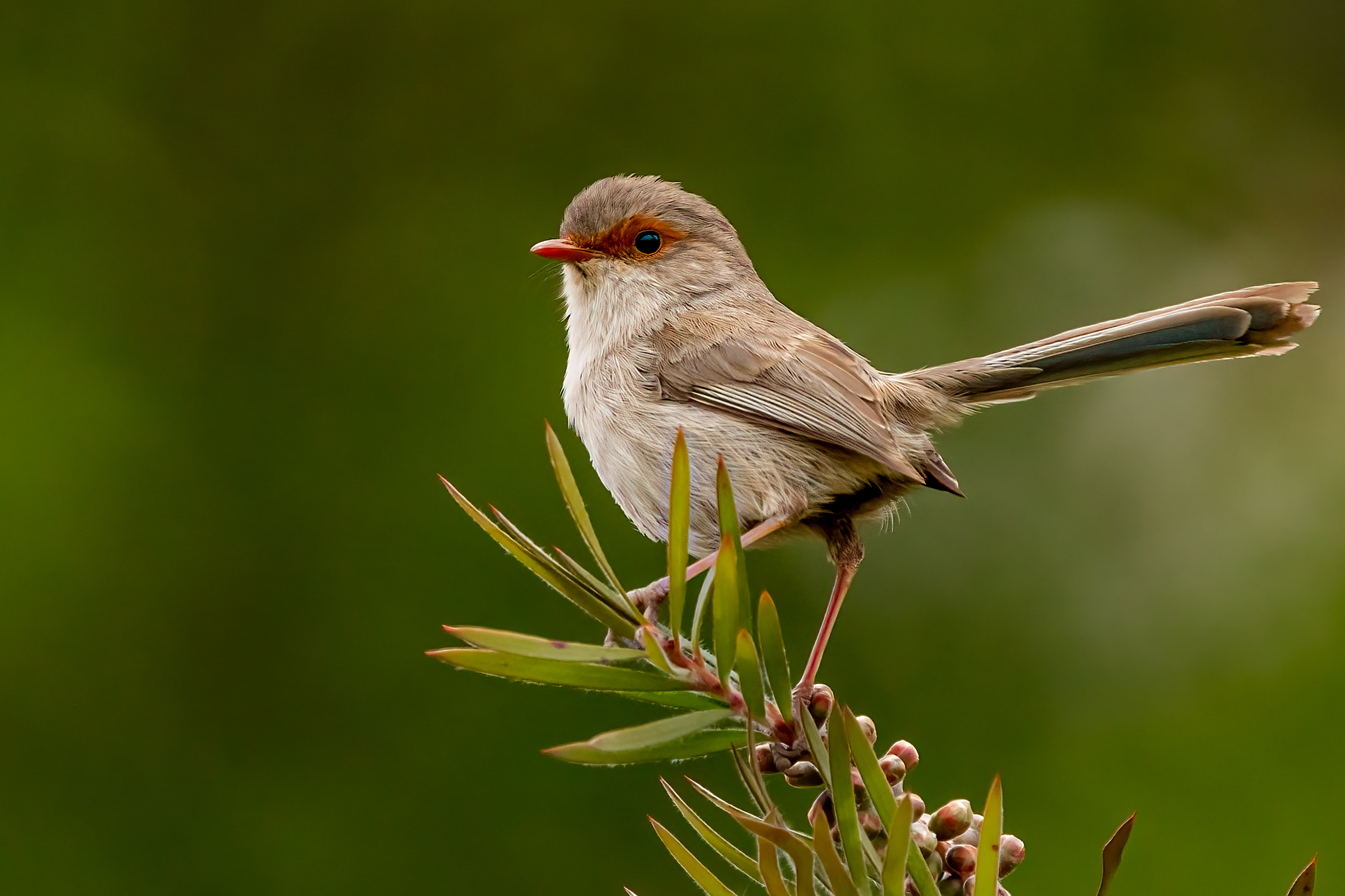 Guided Bird Photography Tour of Laratinga wetlands