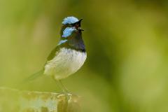 "Song Bird" 