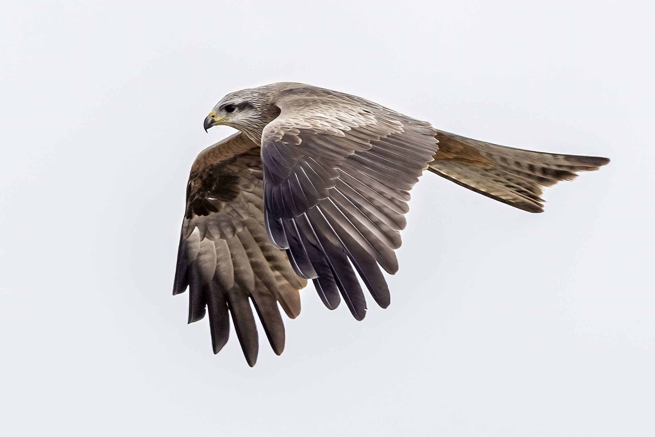 Birds of Prey Photography Cruise