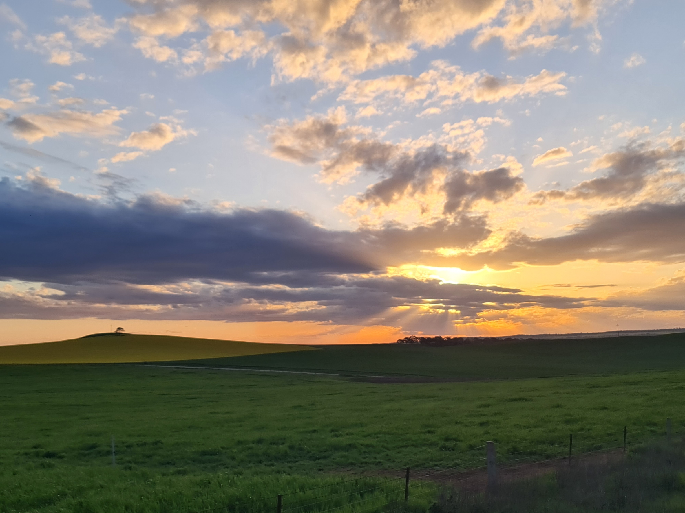 A Barossa Valley Tour for Your Group of Four