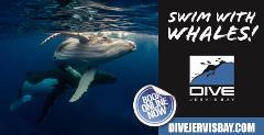 Snorkelling - WHALES AND SEAL TRIPS