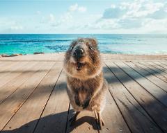 Tour Perth and Fremantle and Rottnest Island  -Cruise Ship Edition-