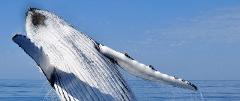 Humpback Whale Snorkel Ningaloo Reef Tour