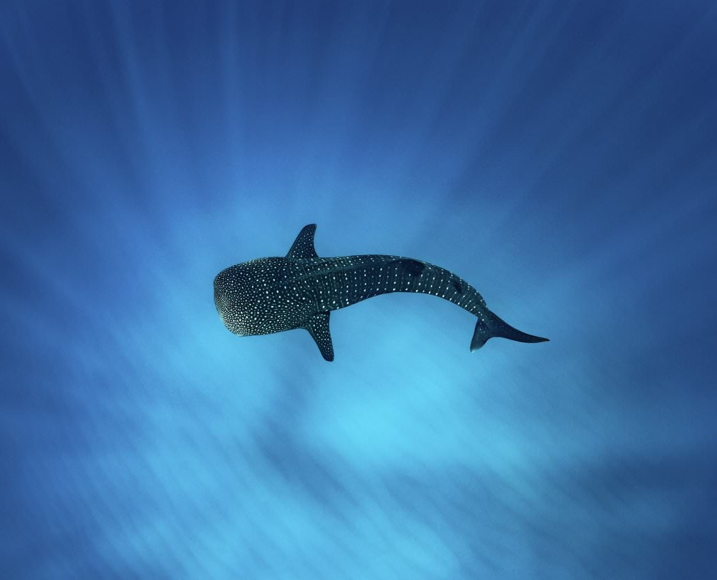 Whale Shark Overland Tour (in French)