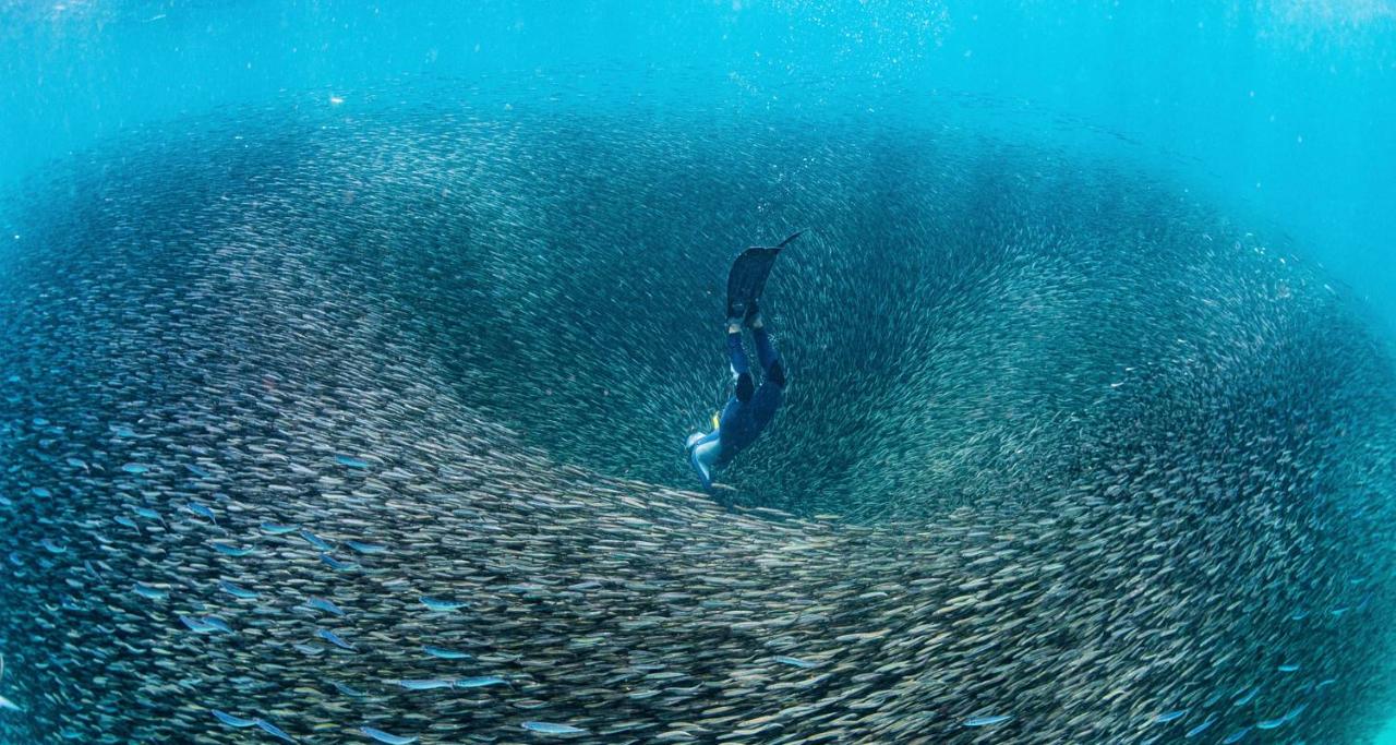 Ningaloo Reef (Exmouth) Tour (in German)