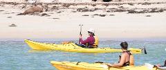 Penguin Island Kayaking Tour (in French) ex Perth City