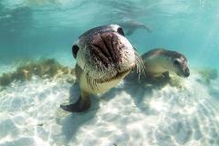 1 Day Sea Lions & Pinnacles Adventure Tour (ex Perth)