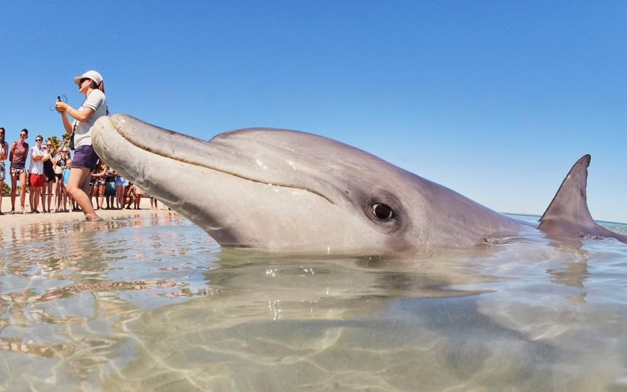 Whale Shark Overland Tour