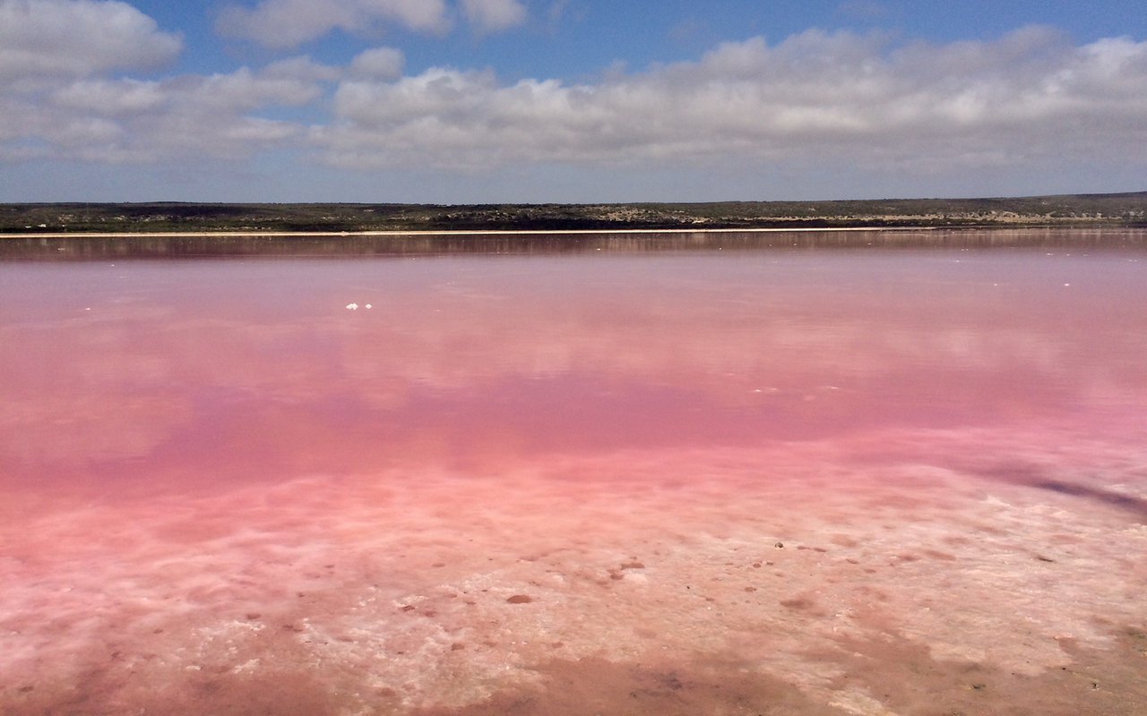 Whale Shark Overland Tour