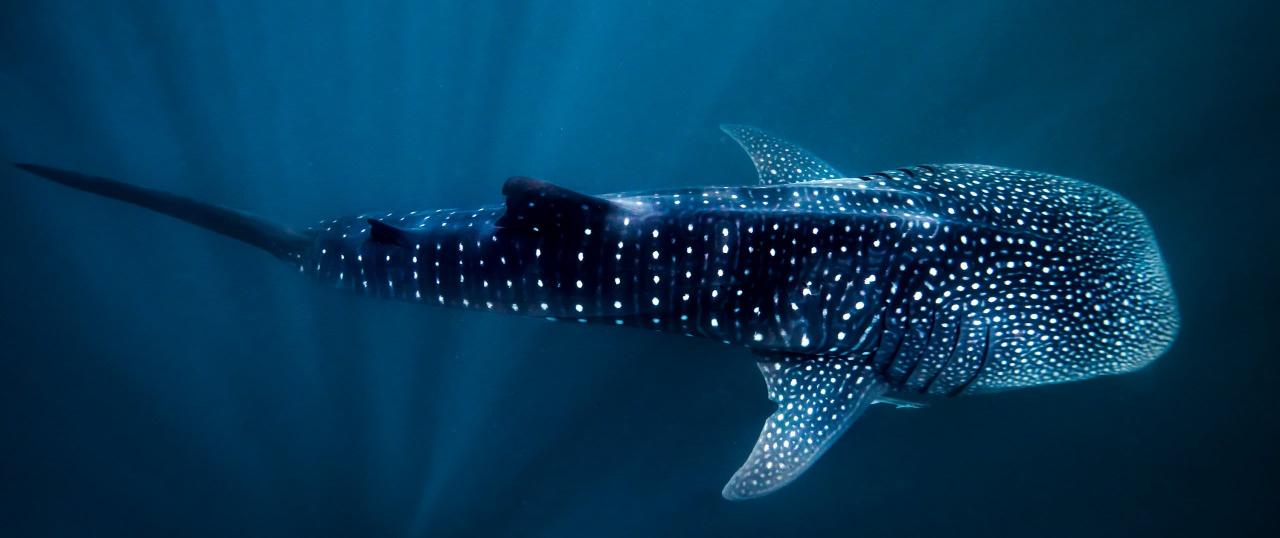 Whale Shark Snorkel Ningaloo Reef Tour (in French)