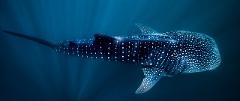 Whale Shark Snorkel Ningaloo Reef Tour (in German)