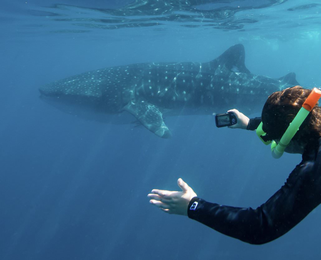 Whale Shark Overland Tour (in French)
