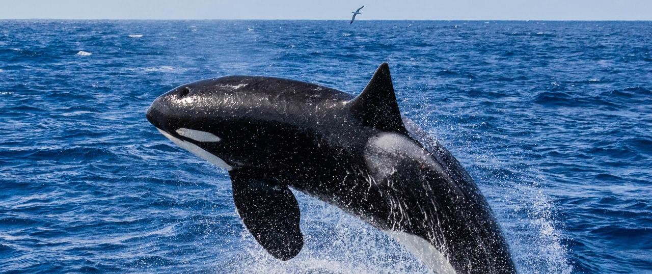 Killer Whale (Orca) Bremer Bay Tour (in German)