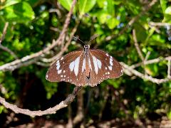 Daintree Rainforest Morning Walk Tour