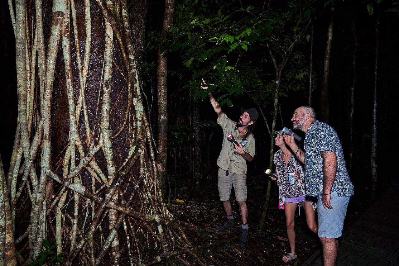 Daintree Rainforest Night Walk Tour Port Douglas Travel Planner