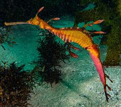 The Steps - Kurnell Club Member Dive