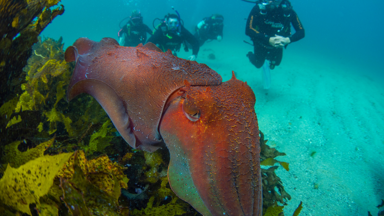 Double Guided Shore Dive