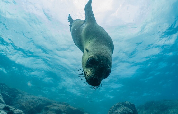 Jervis Bay Dive Trip