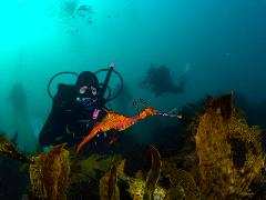 Weedy Seadragon Single Guided Shore Dive