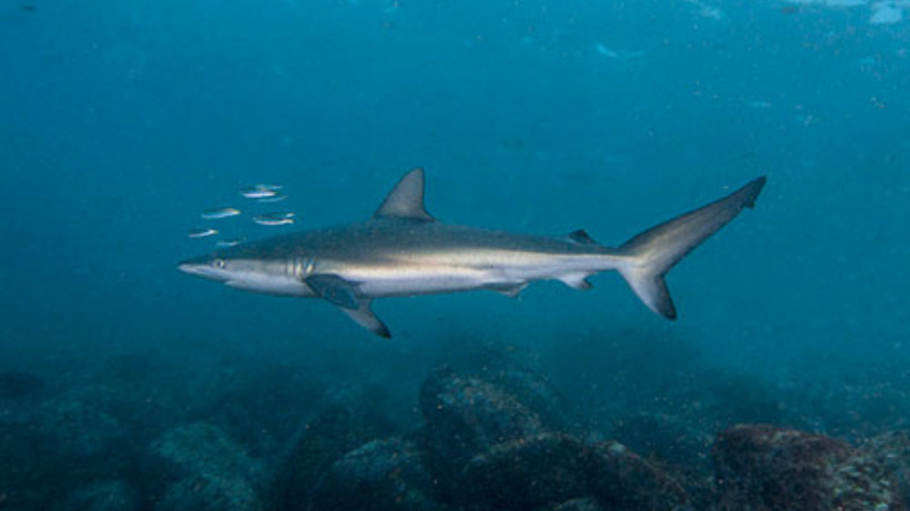 Project AWARE Shark Conservation Diver