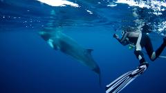 Minke Whales and Ribbon Reef liveaboard - Great Barrier Reef