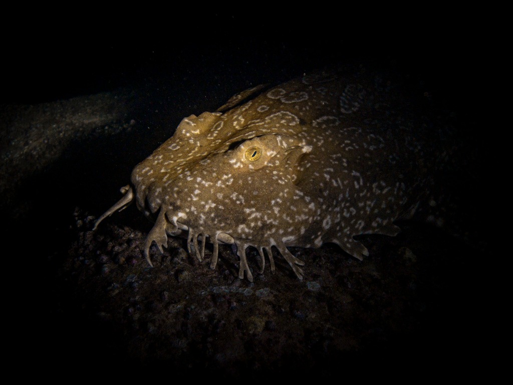 Night Guided Shore Dive (Local)