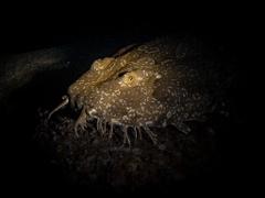 Night Guided Shore Dive (Local)