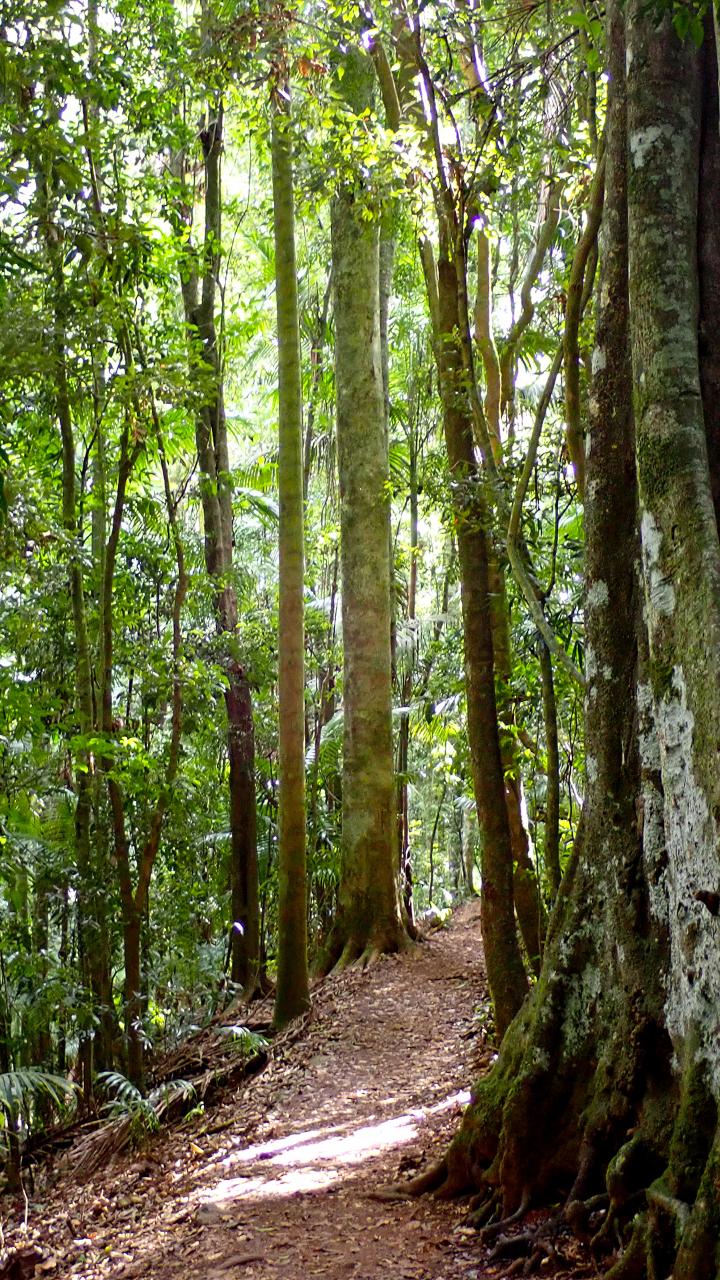 brisbane rainforest tour