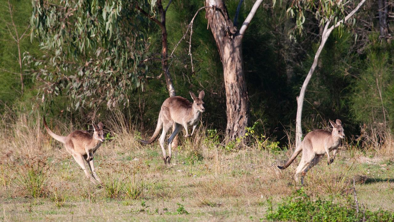 Kangaroos, Mangroves and the Ocean Tour
