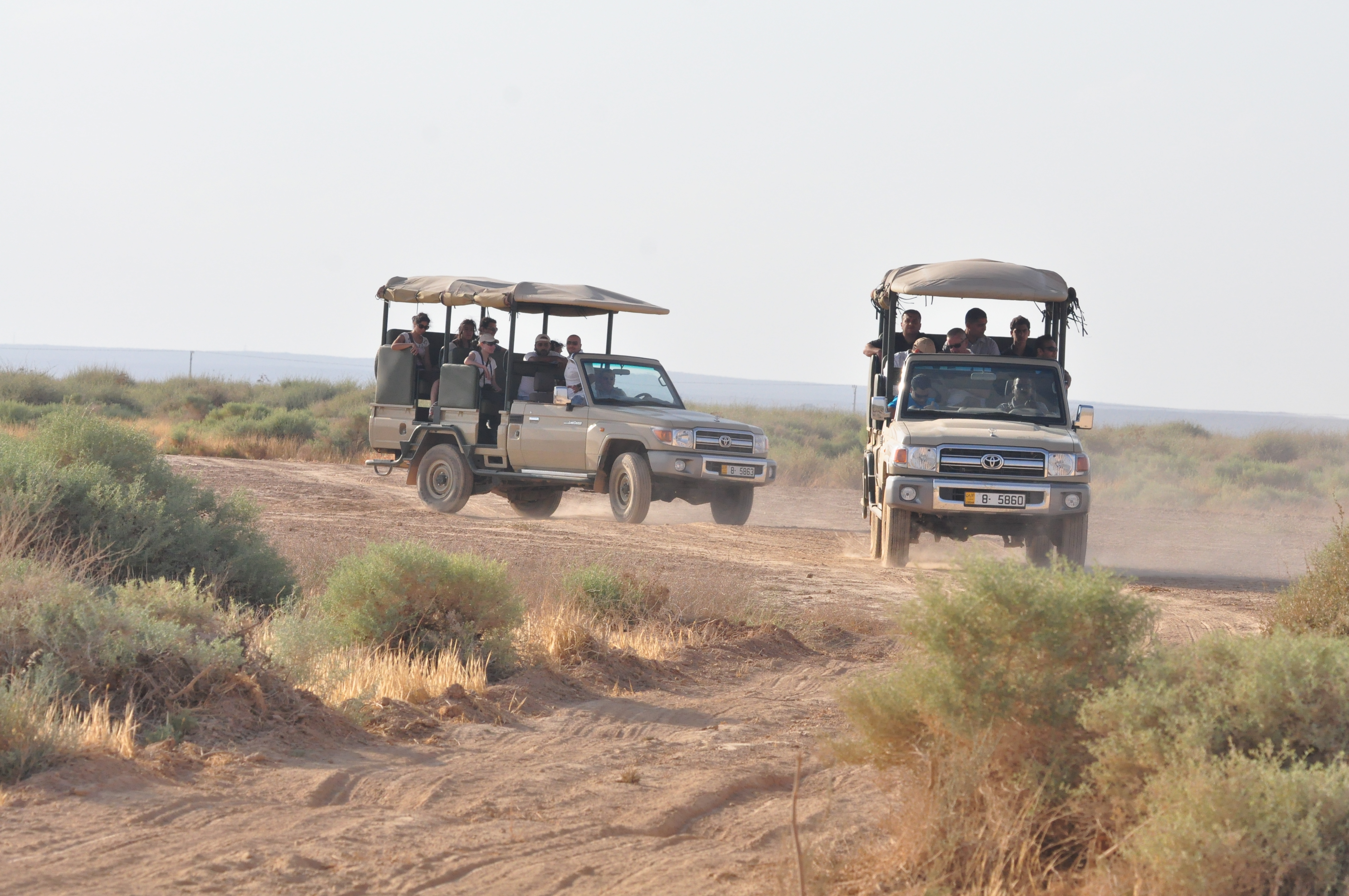 Oryx Safari Tour - tripjo.com