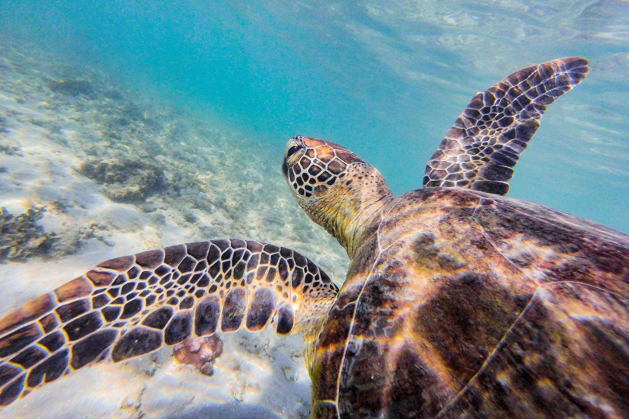 Enjoy Dunk Island | Dunk Island to Cairns