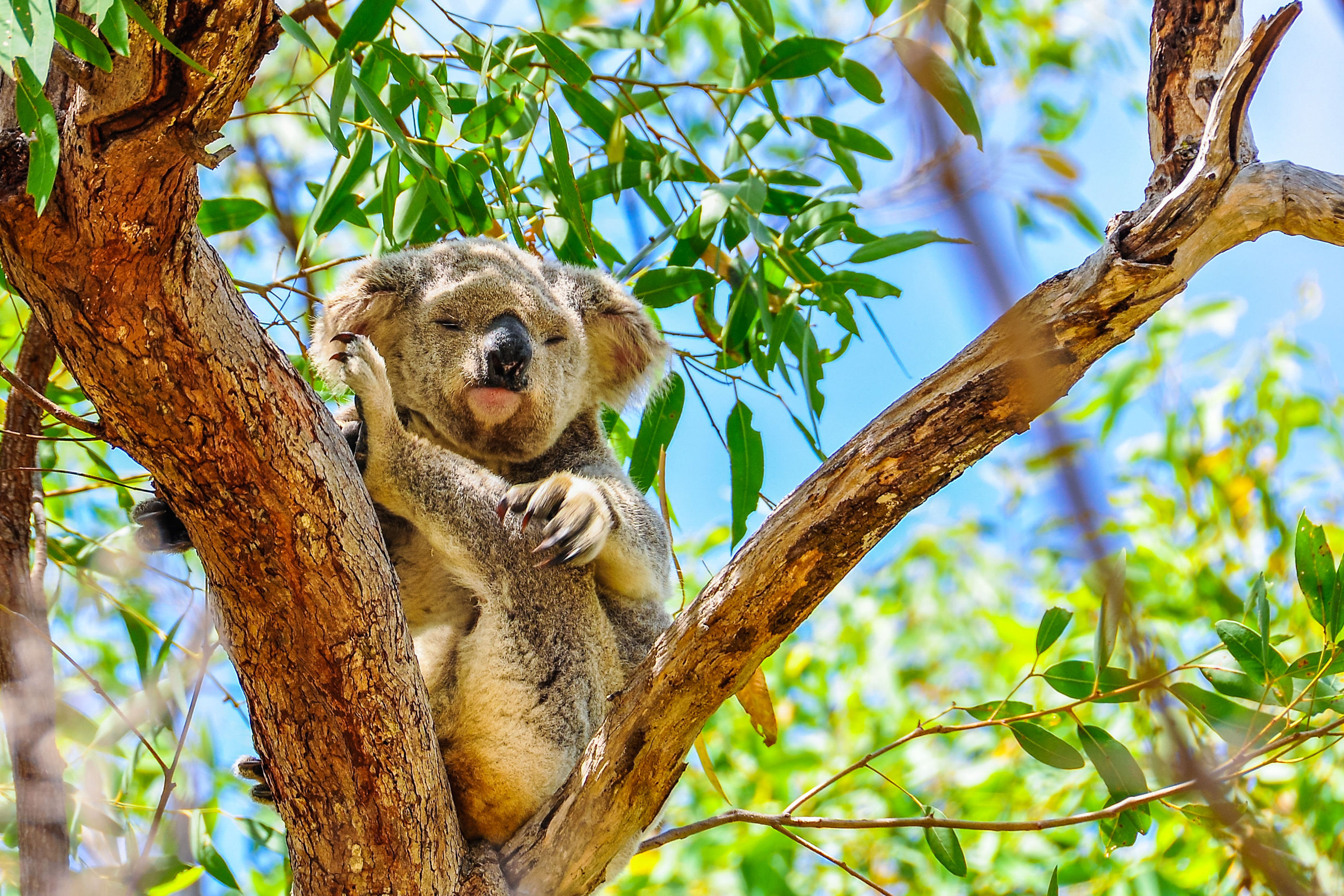 Townsville to Mission Beach | Friday | Northbound Hinchinbrook Coast | One-Way | 09.00am