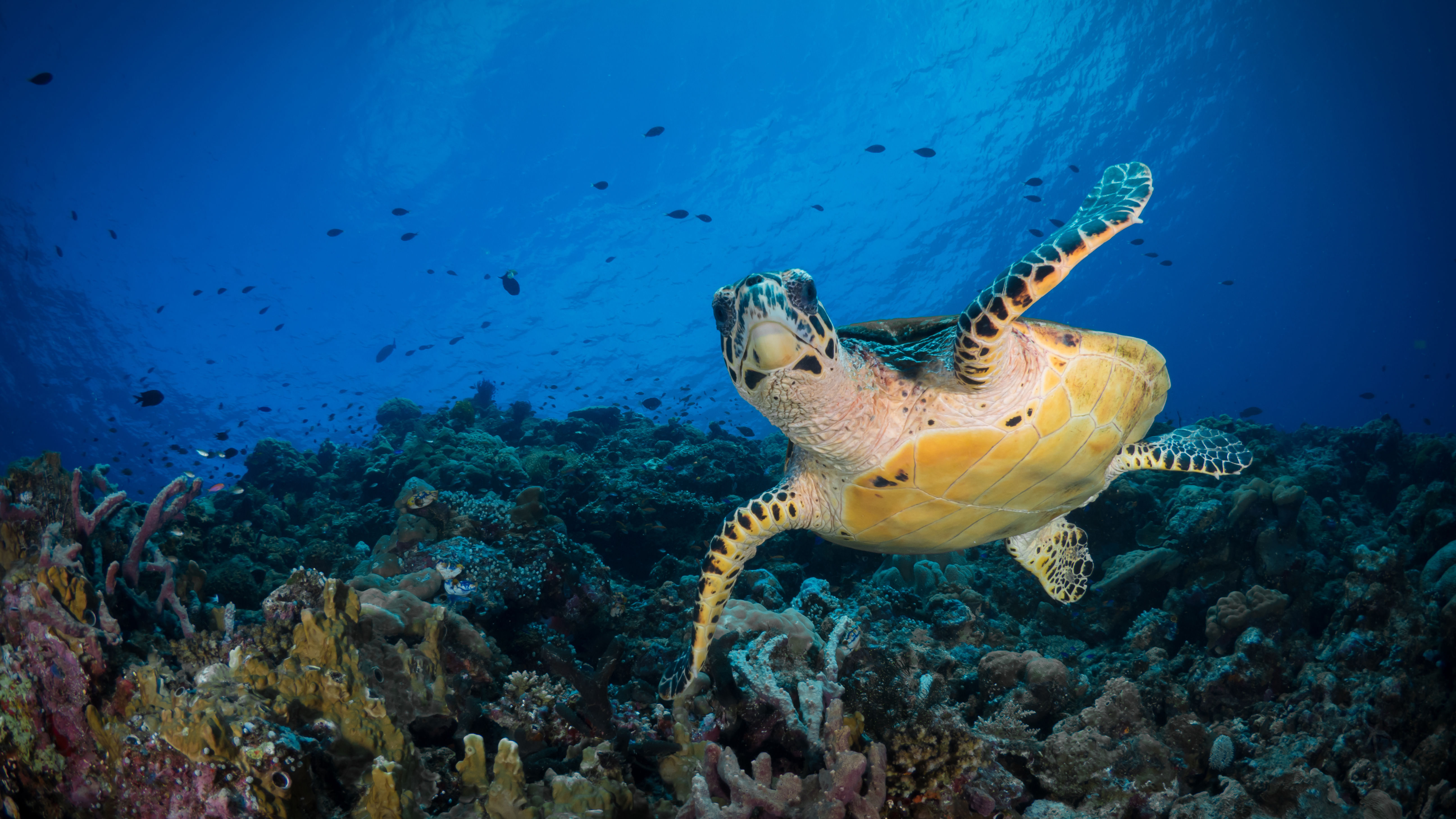 Ultimate Cassowary Coast | Saturday | 6am