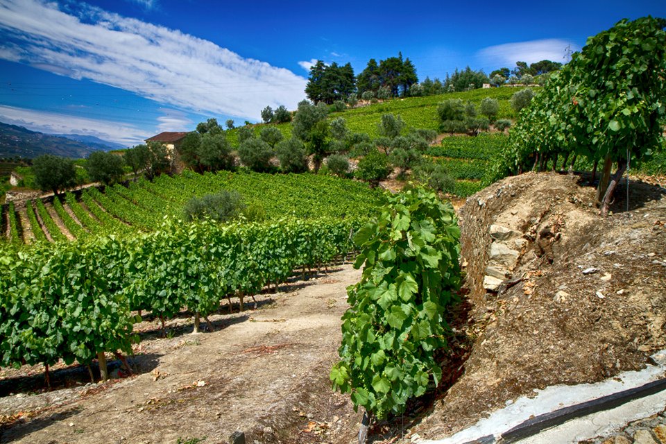 GREEN DOURO - Small Group