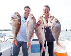 Snapper 'Individual' NoosaCat