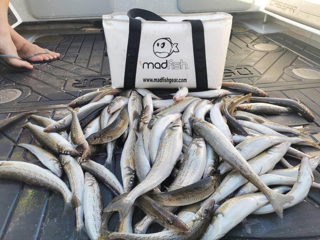 Whiting (Book the boat) - Cassar Fishing Charters Reservations