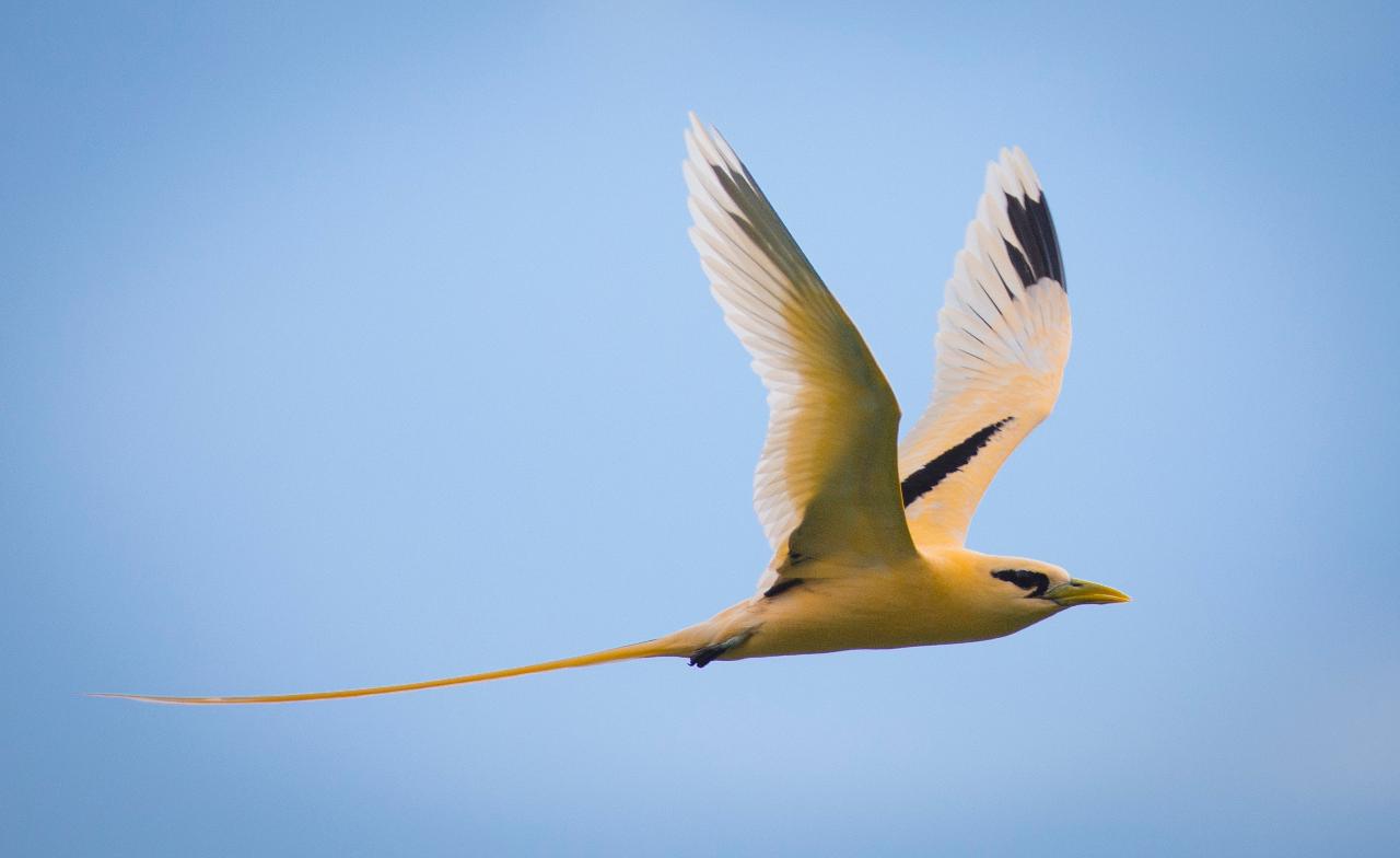 Christmas Island Bird & Nature Week 2025