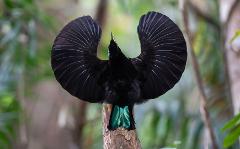 Tropical Birding in North Queensland